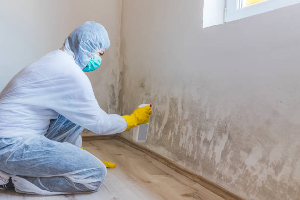 Licensed Crawl Space Mold Remediation service in Leonia, NJ - Car Mold Remediation